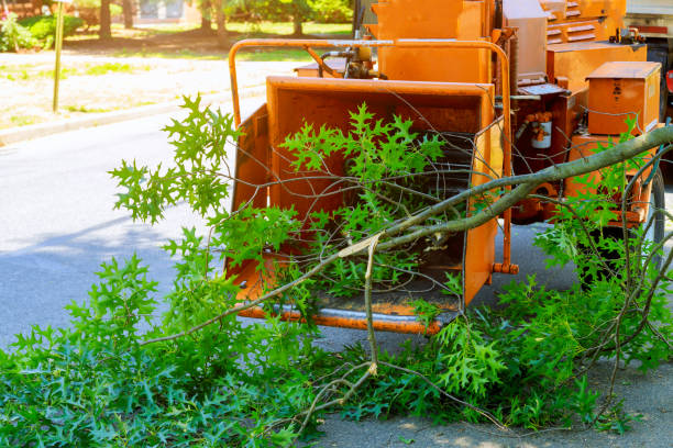 How Our Tree Care Process Works  in  Lake Forest Park, WA