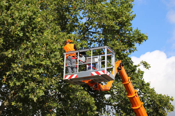 Best Arborist Consultation Services  in Lake Forest Park, WA