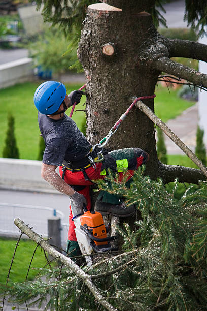 Lawn Pest Prevention in Lake Forest Park, WA