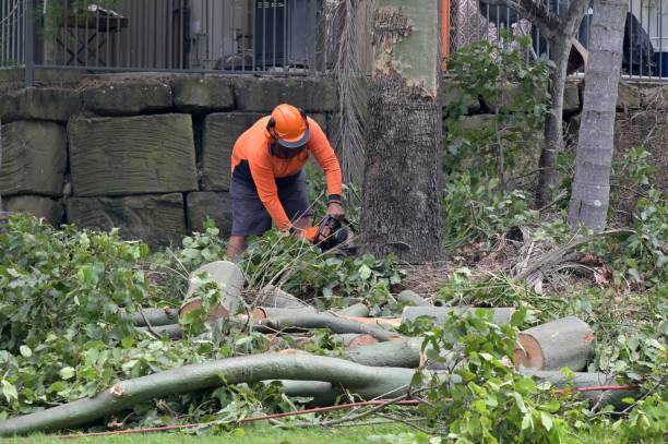 Trusted Lake Forest Park, WA Tree Services Experts